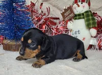 "Major" AKC Reg, a male Miniature Dachshund for sale in Laurel, IN – Photo 3 of 7