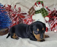 "Major" AKC Reg, a male Miniature Dachshund for sale in Laurel, IN – Photo 1 of 7