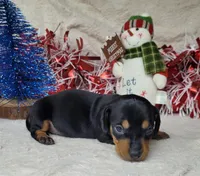 "Major" AKC Reg, a male Miniature Dachshund for sale in Laurel, IN – Photo 5 of 7