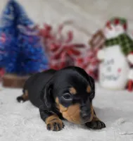 "Major" AKC Reg, a male Miniature Dachshund for sale in Laurel, IN – Photo 2 of 7