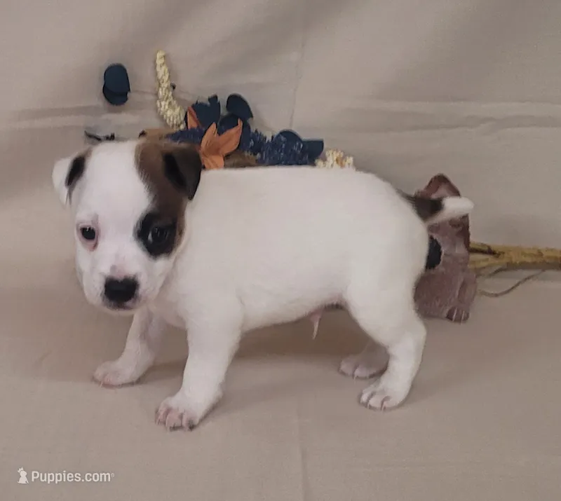 Nash CKC Registered  – Jack Russell Terrier puppy for sale in Laurel, IN