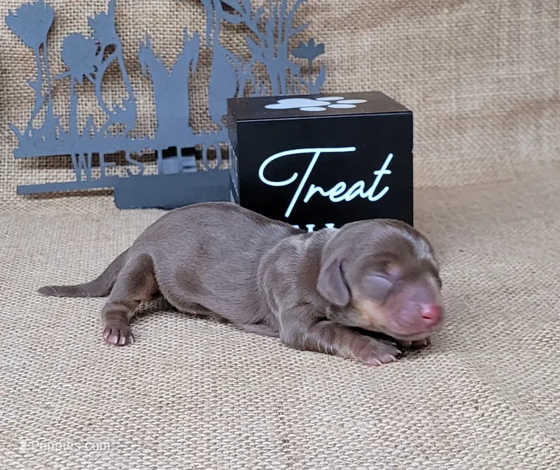 Cora AKC *Delivery* – Miniature Dachshund puppy for sale in Laurel, IN