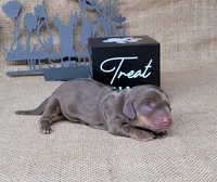 Cora AKC *Delivery*, a female Miniature Dachshund for sale in Laurel, IN – 1 of 4