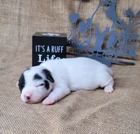 Paige CKC Registered , a female Jack Russell Terrier for sale in Laurel, IN – 5 of 6