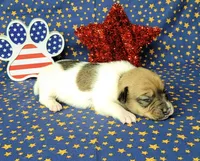 CKC "Puck", a male Jack Russell Terrier for sale in Laurel, IN – 4 of 6