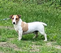 Moses STUD for sale, a male Jack Russell Terrier for sale in Laurel, IN – 2 of 6