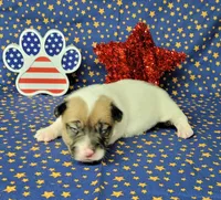 CKC "Pogo" delivery available , a male Jack Russell Terrier for sale in Laurel, IN – 3 of 6