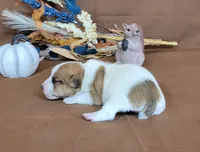 Tonka rough coat male JRT, a male Jack Russell Terrier for sale in Laurel, IN – 6 of 7