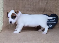 NASH CKC Reg purebred, a male Jack Russell Terrier for sale in Laurel, IN – 5 of 7