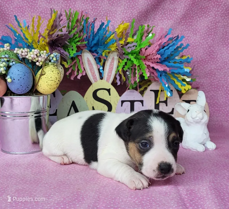 Lois CKC purebred JRT 