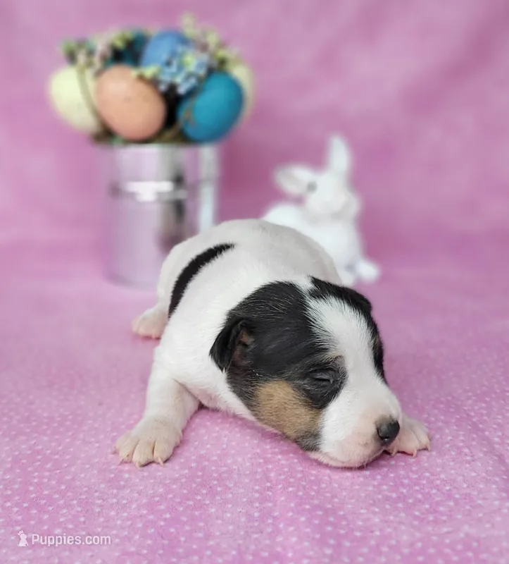 Lois CKC purebred JRT 