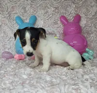 Lois CKC purebred JRT , a female Jack Russell Terrier for sale in Laurel, IN – Photo 4 of 5