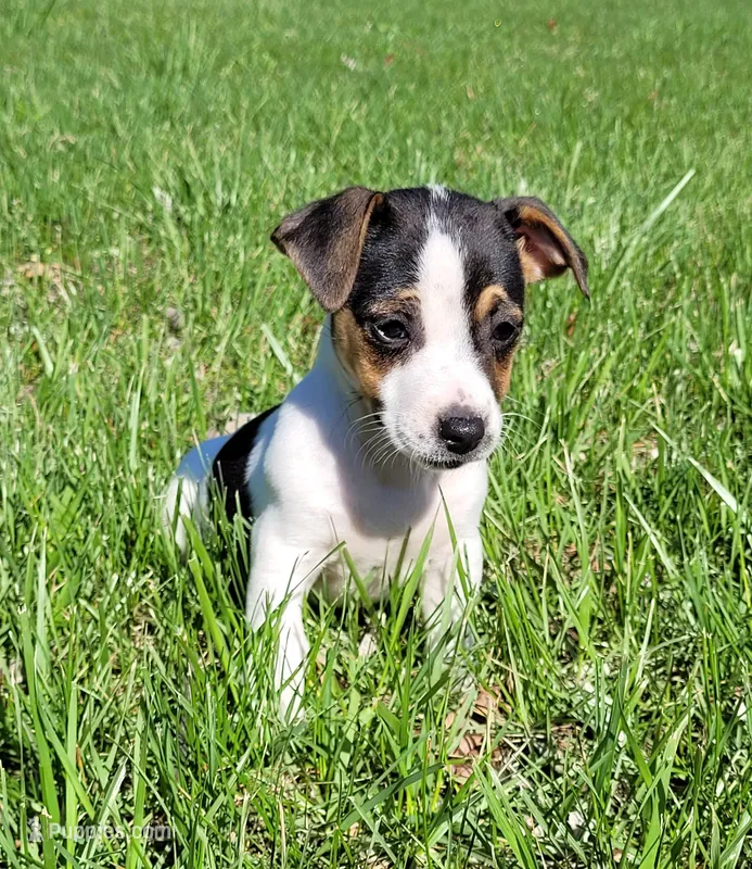 Lois CKC purebred JRT  – Jack Russell Terrier puppy for sale in Laurel, IN