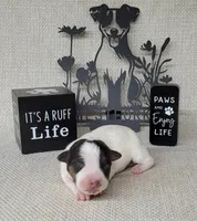 Lois CKC purebred JRT , a female Jack Russell Terrier for sale in Laurel, IN – Photo 4 of 5