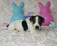 Lois CKC purebred JRT , a female Jack Russell Terrier for sale in Laurel, IN – Photo 1 of 5