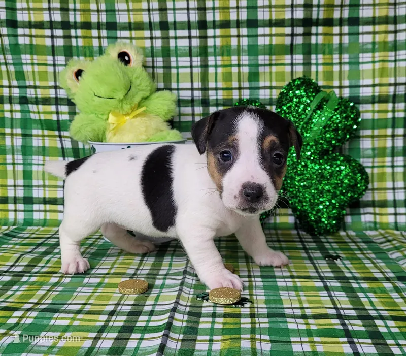Lois CKC purebred JRT  – Jack Russell Terrier puppy for sale in Laurel, IN