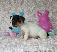 Lois CKC purebred JRT , a female Jack Russell Terrier for sale in Laurel, IN – Photo 3 of 5