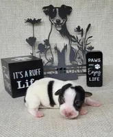 Lois CKC purebred JRT , a female Jack Russell Terrier for sale in Laurel, IN – Photo 3 of 5
