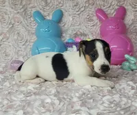 Lois CKC purebred JRT , a female Jack Russell Terrier for sale in Laurel, IN – Photo 2 of 5