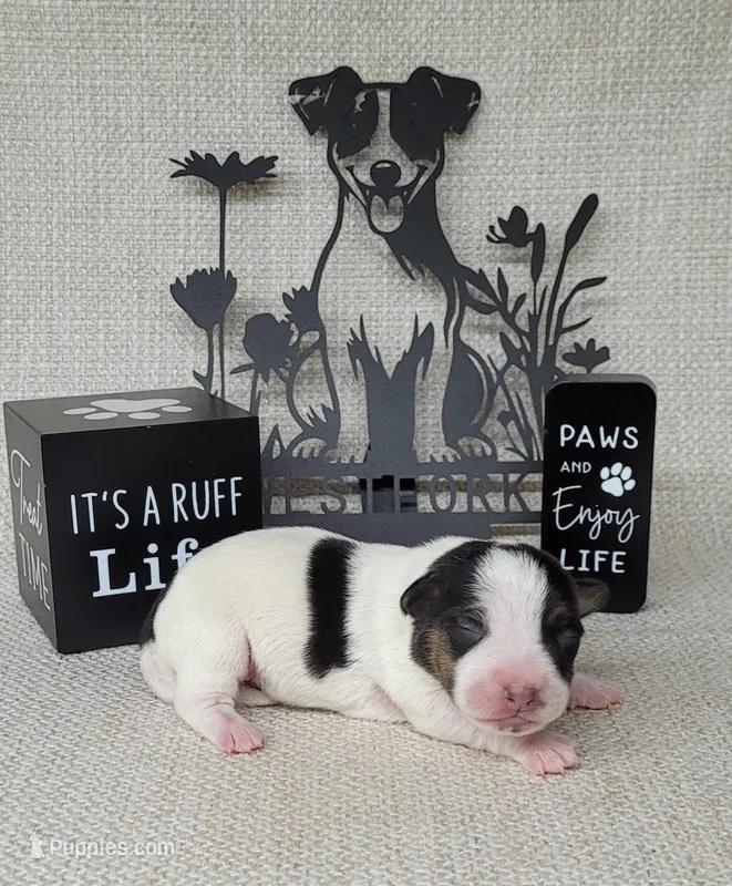 Lois CKC purebred JRT 