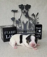 Lois CKC purebred JRT , a female Jack Russell Terrier for sale in Laurel, IN – Photo 1 of 5