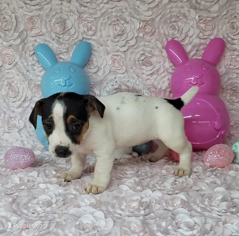 Lois CKC purebred JRT  – Jack Russell Terrier puppy for sale in Laurel, IN