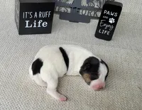 Lois CKC purebred JRT , a female Jack Russell Terrier for sale in Laurel, IN – Photo 5 of 5