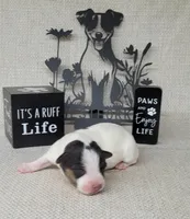 Lois CKC purebred JRT , a female Jack Russell Terrier for sale in Laurel, IN – Photo 2 of 5