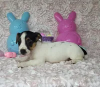 Lois CKC purebred JRT , a female Jack Russell Terrier for sale in Laurel, IN – Photo 5 of 5
