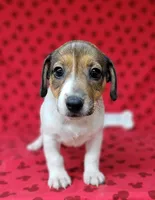 Pringle female *delivery available*, a female Jack Russell Terrier for sale in Laurel, IN – 8 of 10