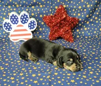 AKC "Levi" purebred, a male Miniature Dachshund for sale in Laurel, IN – 3 of 6