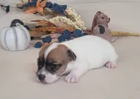 Tara purebred JRT *Delivery available*, a female Jack Russell Terrier for sale in Laurel, IN – 5 of 5