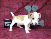 Jinx purebred JRT , a female Jack Russell Terrier for sale in Laurel, IN – 2 of 5