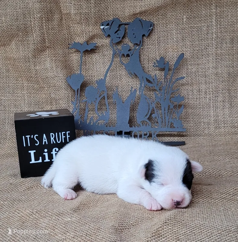 Prince CKC Registered  purebred  – Jack Russell Terrier puppy for sale in Laurel, IN