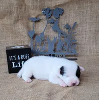 Prince CKC Registered  purebred , a male Jack Russell Terrier for sale in Laurel, IN – 1 of 7