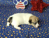Pringle female *delivery available*, a female Jack Russell Terrier for sale in Laurel, IN – 1 of 7