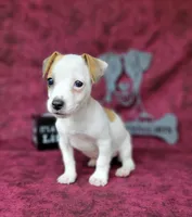 Jinx purebred JRT , a female Jack Russell Terrier for sale in Laurel, IN – 3 of 5