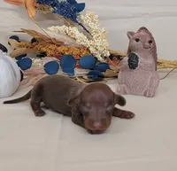 AKC Herman delivery available , a male Miniature Dachshund for sale in Laurel, IN – 4 of 4