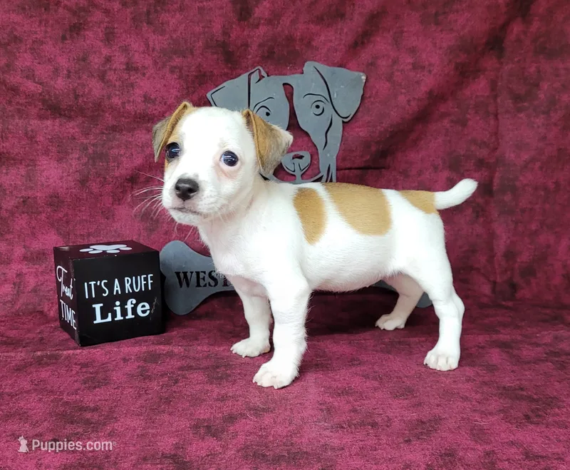 Jinx purebred JRT  – Jack Russell Terrier puppy for sale in Laurel, IN