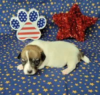 Pringle female *delivery available*, a female Jack Russell Terrier for sale in Laurel, IN – 7 of 7