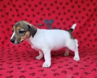 Pringle female *delivery available*, a female Jack Russell Terrier for sale in Laurel, IN – 9 of 10