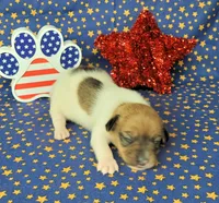 CKC "Puck", a male Jack Russell Terrier for sale in Laurel, IN – 3 of 6