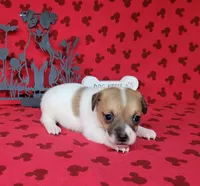 CKC Tina Delivery Available , a female Jack Russell Terrier for sale in Laurel, IN – 3 of 5