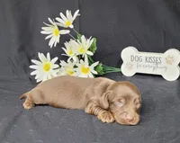 Holly AKC, a female Miniature Dachshund for sale in Laurel, IN – Photo 1 of 5