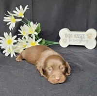 Holly AKC, a female Miniature Dachshund for sale in Laurel, IN – Photo 3 of 5