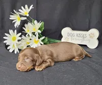 Holly AKC, a female Miniature Dachshund for sale in Laurel, IN – Photo 5 of 5