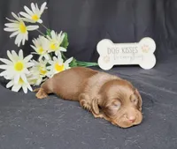 Holly AKC, a female Miniature Dachshund for sale in Laurel, IN – Photo 2 of 5