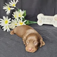 Holly AKC, a female Miniature Dachshund for sale in Laurel, IN – Photo 4 of 5