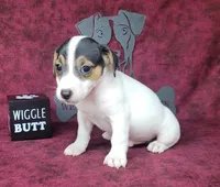 Ricochet purebred JRT, a male Jack Russell Terrier for sale in Laurel, IN – 5 of 6