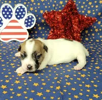 CKC "Pilot" Delivery available , a male Jack Russell Terrier for sale in Laurel, IN – 3 of 8